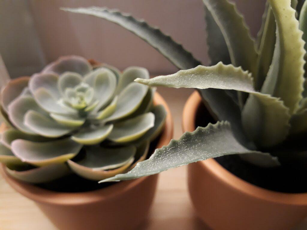aloes jest idealną rośliną dla alergika